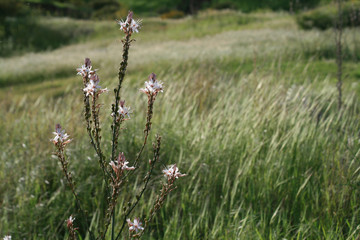 Spring wildflowers in the field