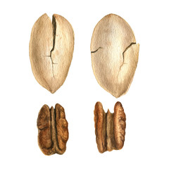 watercolor drawing pecan nuts