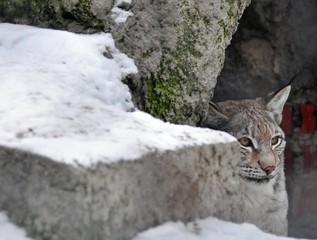 Lynx in ambush
