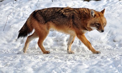 The jackal in the snow