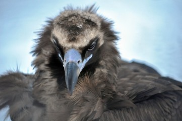 portrait of a vulture