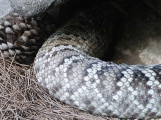 Closeup of Snake