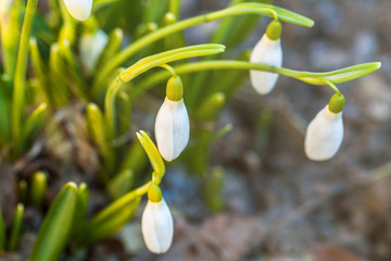 beautiful white flower Snowdrop close up, bokeh background, soft focus. First spring flower Galanthus Rivalis.