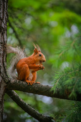 Naklejka na ściany i meble common red squirrel sitting on a branch of a large coniferous tree and nibbles a nutlet