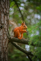 common red squirrel sitting on a branch of a large coniferous tree and nibbles a nutlet