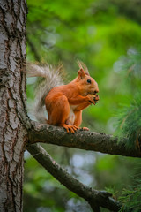 Naklejka na ściany i meble common red squirrel sitting on a branch of a large coniferous tree and nibbles a nutlet