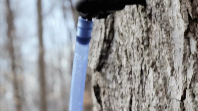 Documenting the sugaring process of the maple trees: a sprout tapping a trunk, linked to a tube system that collects the raw sap. Travelling handheld shot.