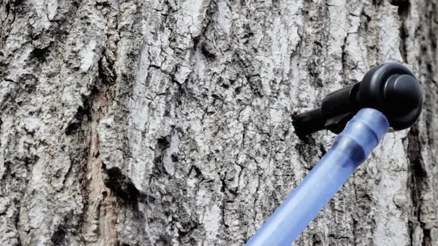 The sugaring process of the maple trees: a sprout in the trunk, linked to a tube system that collects the raw sap. Rack focus, detail handheld shot.