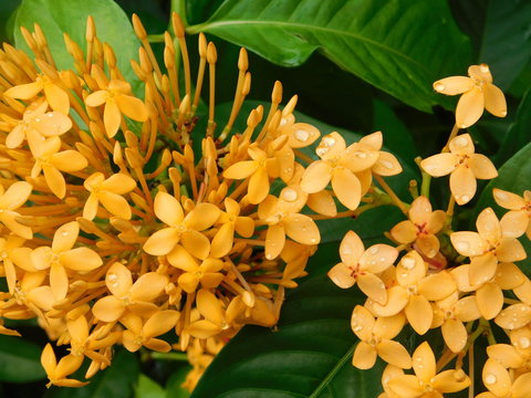 yellow flowers on a green background
