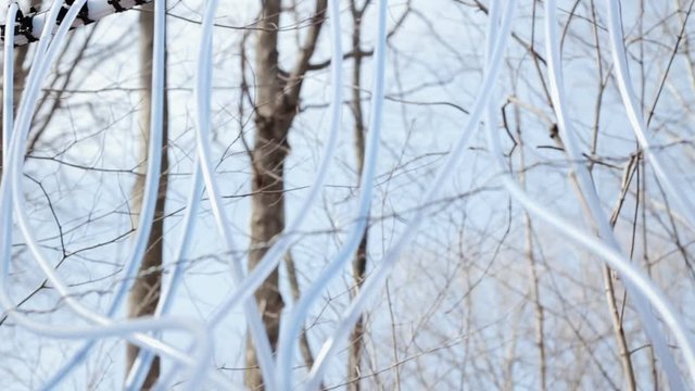 Handheld travelling shot of a maple syrup production system: a tangle of tubes and pipes connecting the trunks and carrying the extracted raw sap.