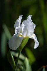 white iris in the garden