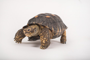 Tortuga