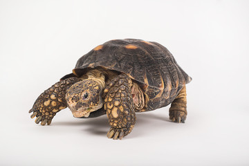 Tortuga