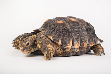 Tortuga