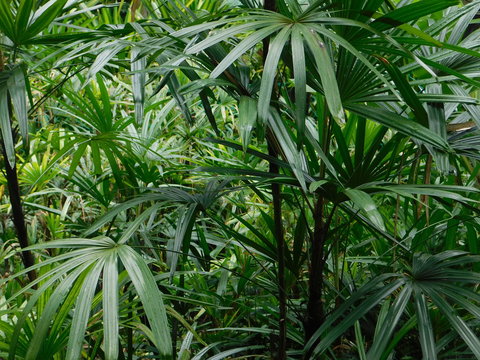 green leaves of palm tree