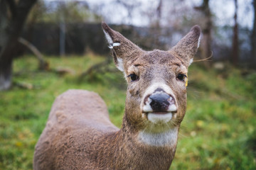 Portrait of a deer. Faun.