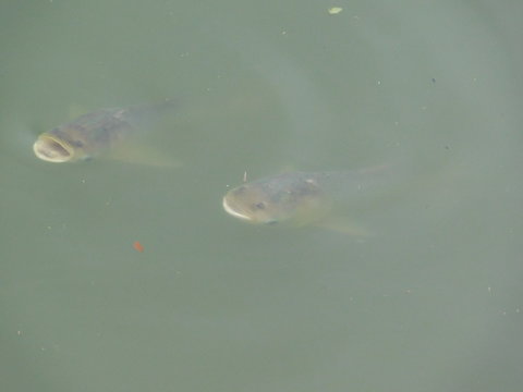 fish in the water