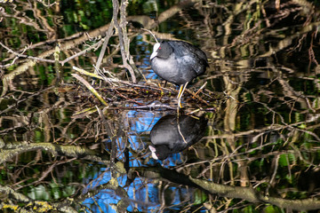 Eurasian coot (Fulica atra) building drinking from clear still river water with reflection