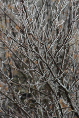 Iced tree, branches covered with ice
