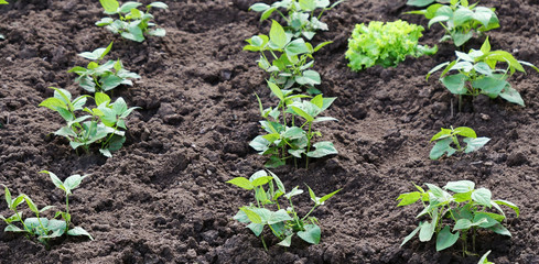 Young green bean seedlings in the garden. Backyard gardening home grown vegetables.