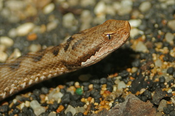 vipera aspis primo piano testa