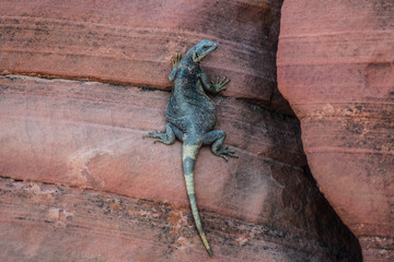 lizard on rock in Nevada
