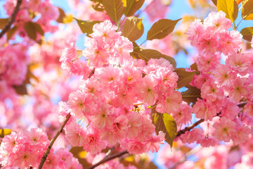 Beautiful blossom cherry tree in garden in sunny spring day. Pink flowers of sakura on branch. Springtime