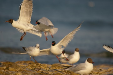 Envol de mouettes
