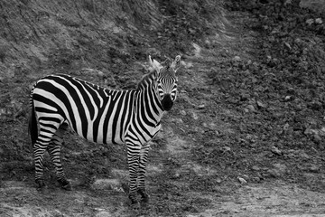 Fototapeta na wymiar A zebra grazing on the green grass inside Masai Mara National Park during a wildlife safari