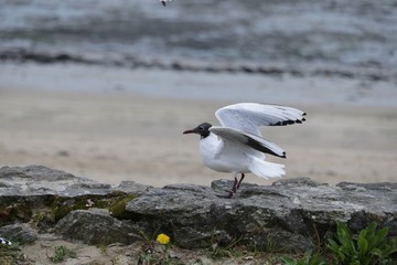 Mouette mélanocéphale