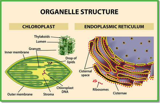 Cell organelles structure. Chloroplast and Endoplasmic reticulum - Vector illustration.