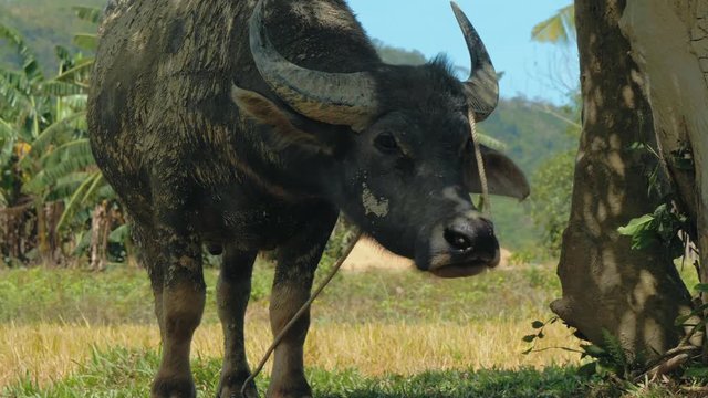 Close up shot of dirty water buffalo (carabao) tied to the tree. Palawan island, Philippines.