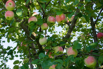 apples Glory to the Winner hang on a tree