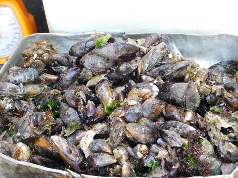 fresh from sea mussels