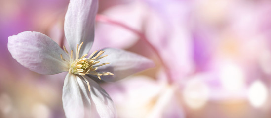 Banner Clematisblüte vor abstraktem Hintergrund mit viel Textfreiraum