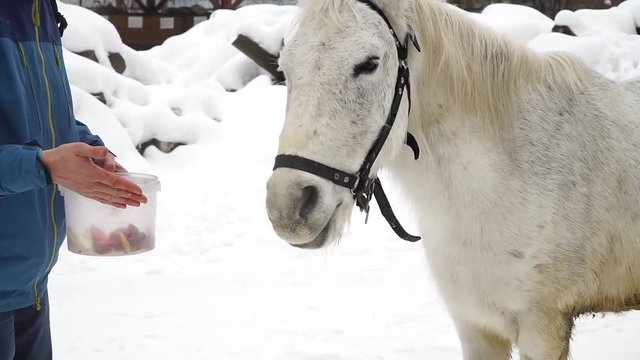 Horse eating vegetables from human hands in winter.