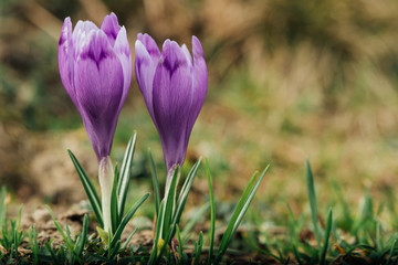 Alpine crocuses blossom in the mountains of the Carpathians on top of the mountain. Fresh beautiful purple crocuses. Flowering blue crocus in summer.