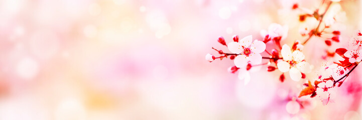 Fototapeta na wymiar Flowers spring blossom, sunny day light bokeh background 