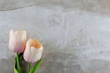 Two tulips on left bottom corner on a stone tile neutral background.  Plenty of copy space.