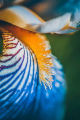 Blue-yellow wildflower