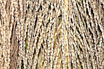 Obraz premium tree bark texture