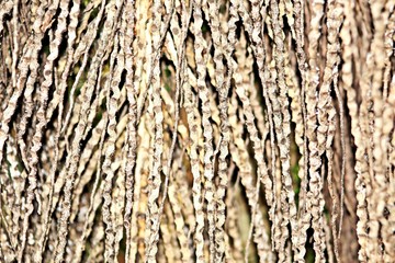 tree bark