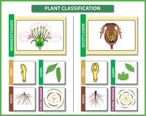 Plant classification. Monocots vs Dicots - difference and comparison. Useful for study botany and science education. Vector illustration