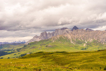 Alpe di Siusi, Seiser Alm with Sassolungo Langkofel Dolomite, a herd of sheep grazing on a lush green field