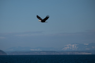 Fototapeta na wymiar A bald eagle flies over the ocean with mountains in the background