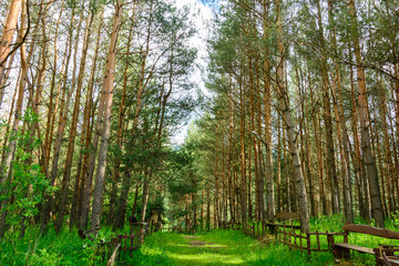 Obraz premium Alley with tall pine trees in the park
