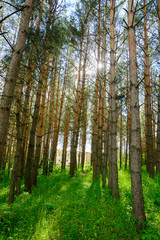 Obraz premium Alley with tall pine trees in the park