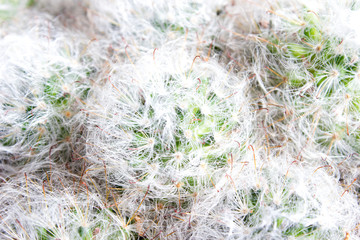 Fluffy Mammilyaria cactus - texture