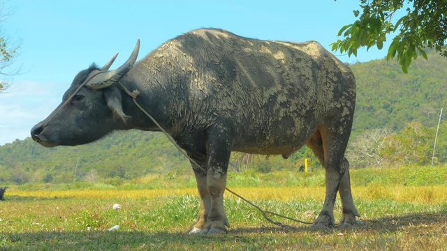 Close up shot of dirty water buffalo (carabao) tied to the tree. Palawan island, Philippines.