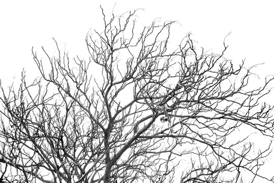 Bare branches with the blue sky. Black & White.